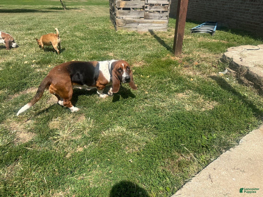 Basset Hound dogs for sale: Sugar - Ad 5