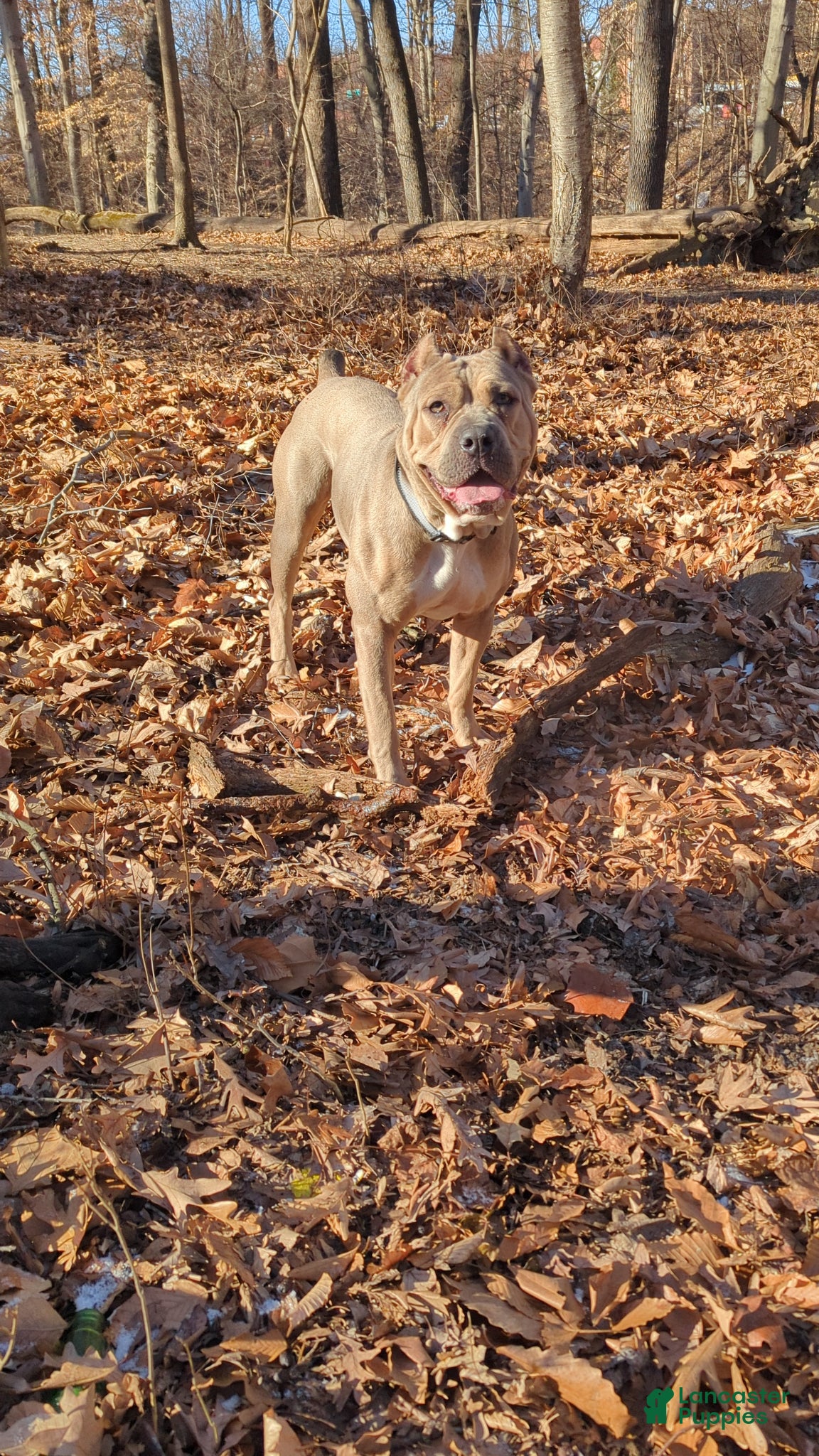 Cane Corso dogs Pluto  - Ad 2