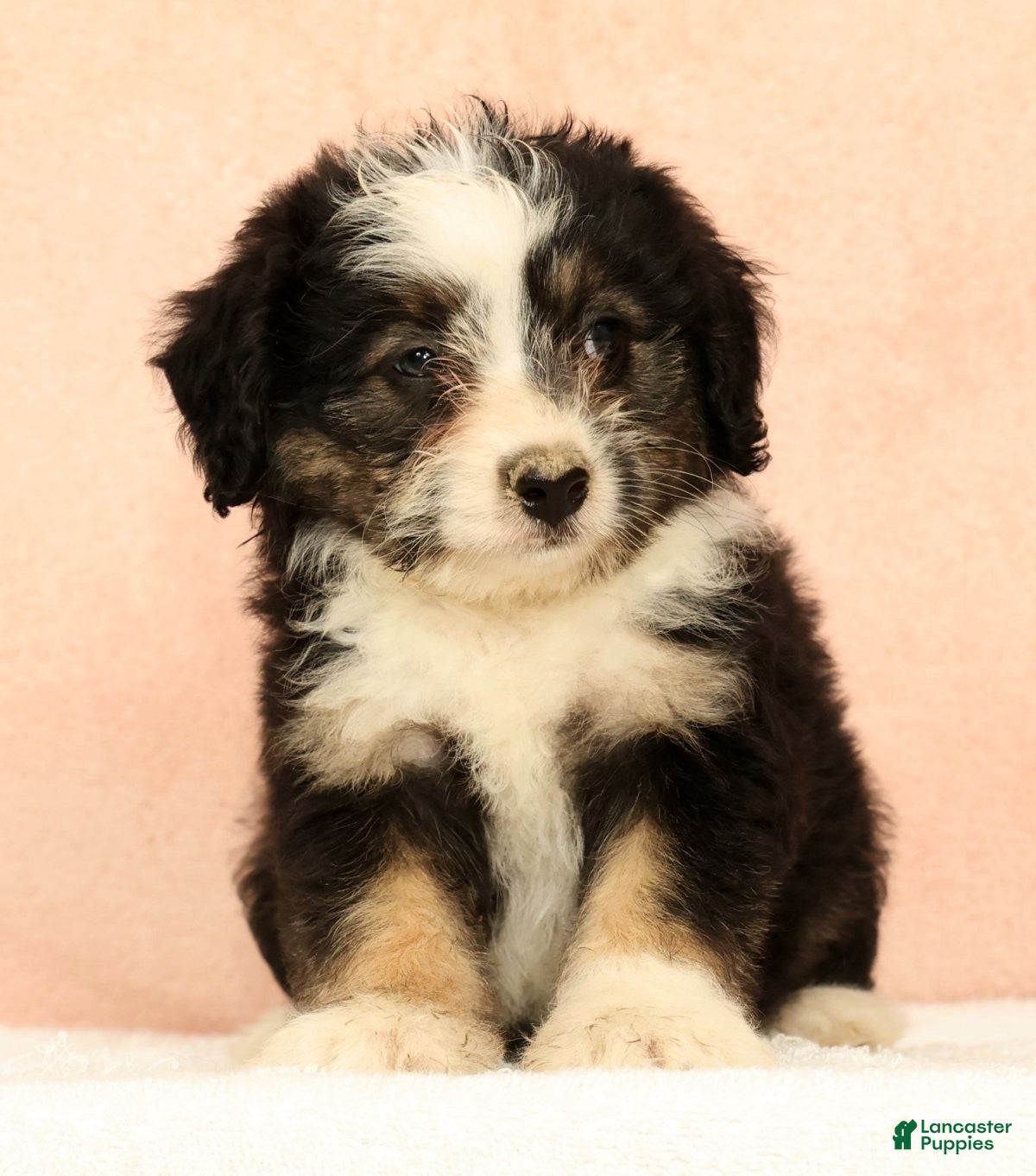 Mini Aussiedoodle dogs Lassie - Ad 2