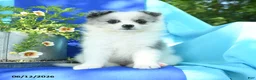 Pomeranian dogs for sale: Molly - Ad 5
