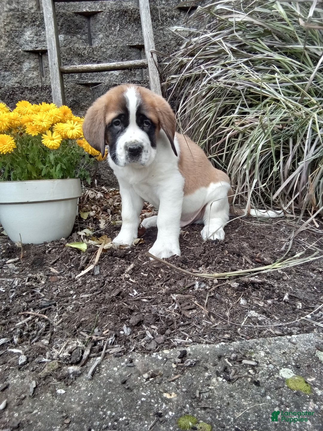 Saint Bernard dogs for sale: Duke - Ad 4