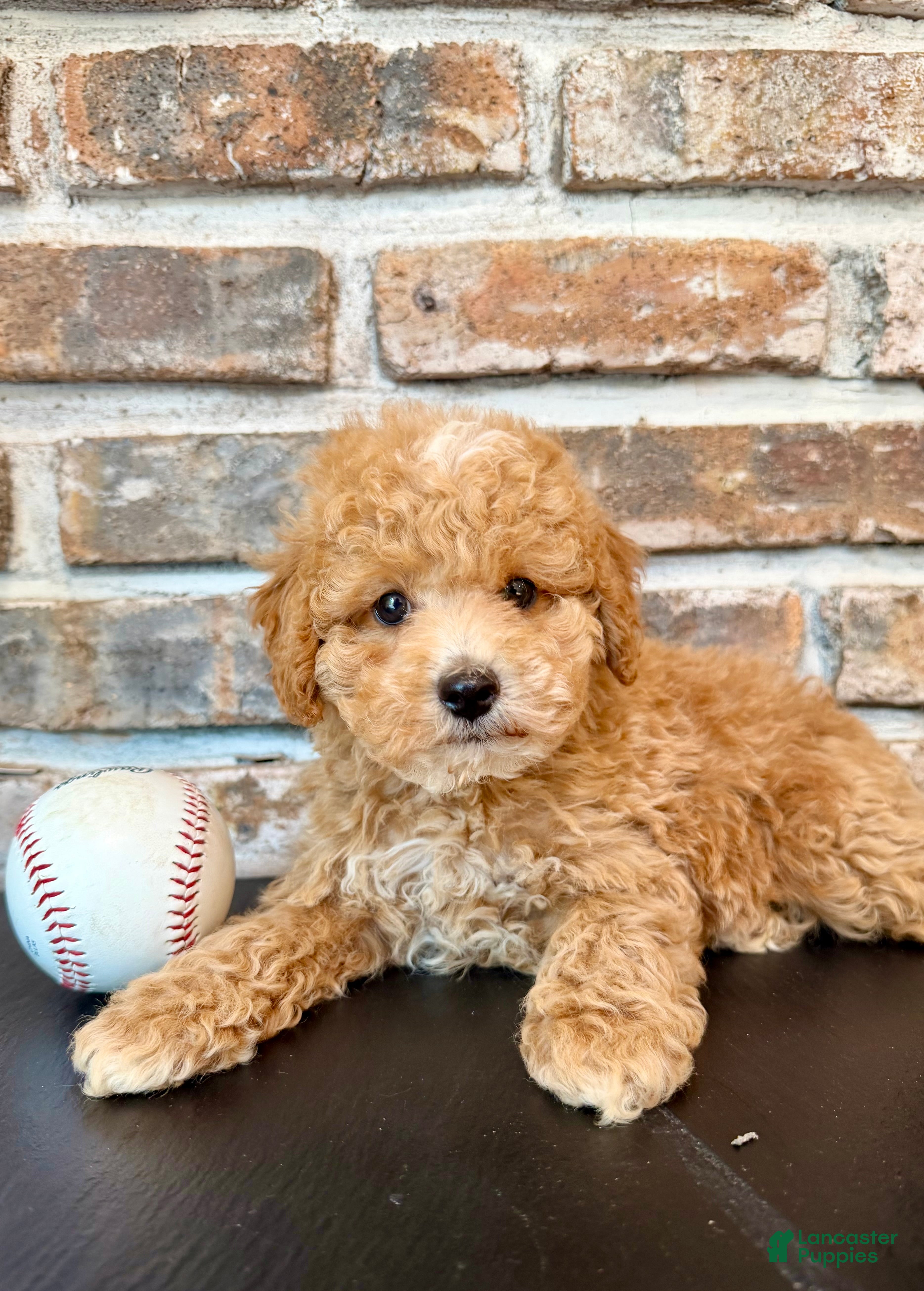 Cavapoo dogs Rookie - Ad 1