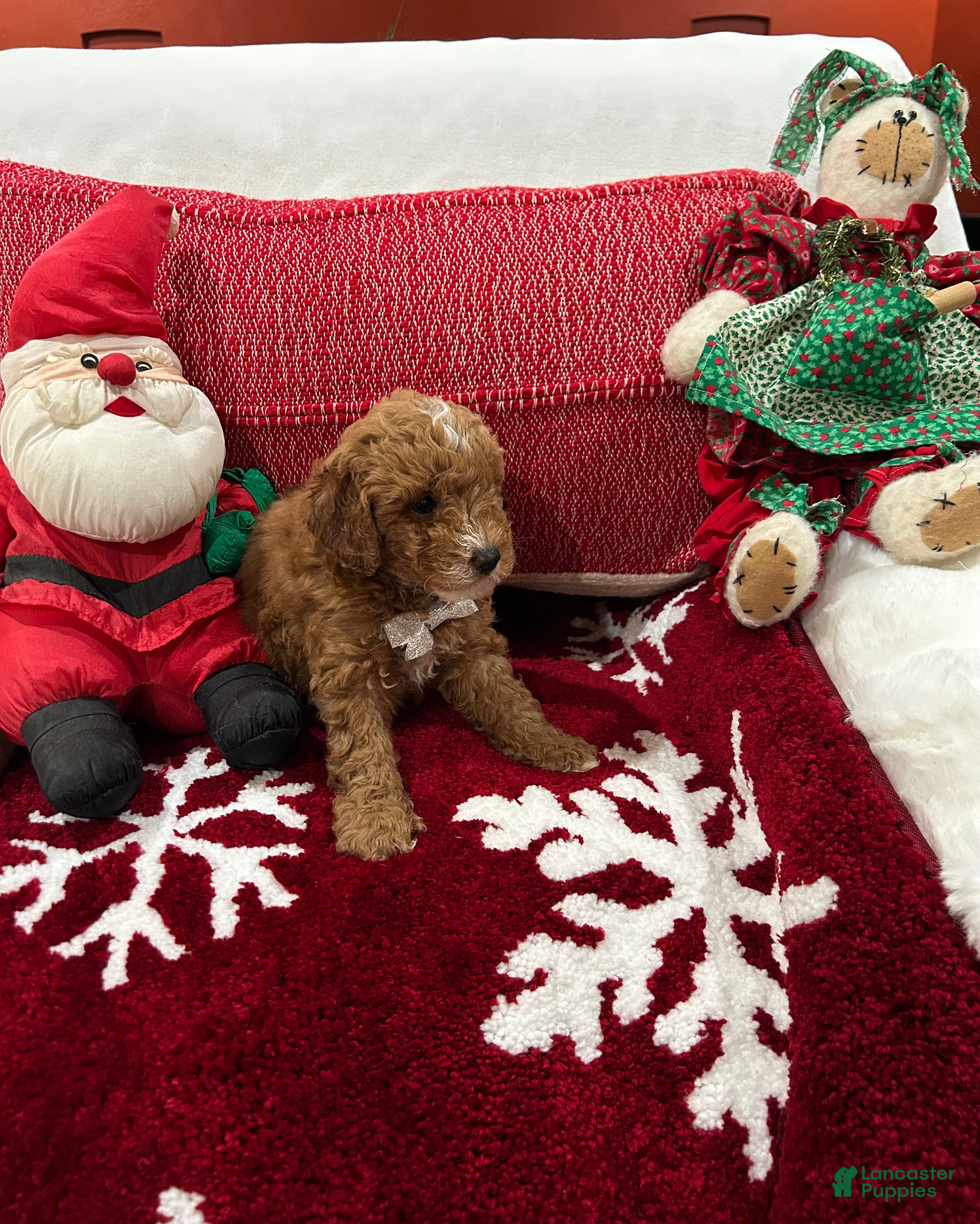 Mini Goldendoodle dogs Petite Mini Goldendoodle Mocha - Ad 2