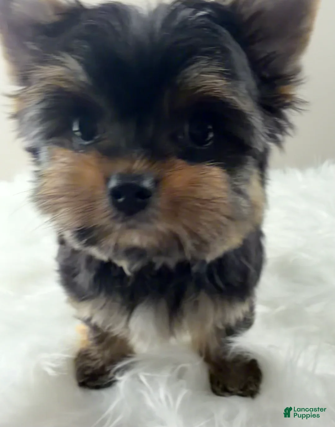 Yorkshire Terrier dogs for sale: Mo - Ad 1