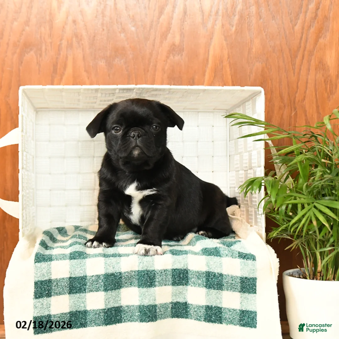 Pug dogs for sale: Percy - Ad 1