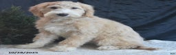 Goldendoodle dogs for sale: Ginger - Ad 3