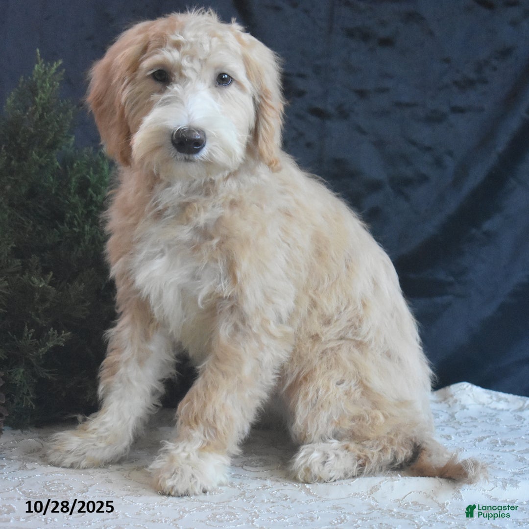 Goldendoodle dogs for sale: Ginger - Ad 3