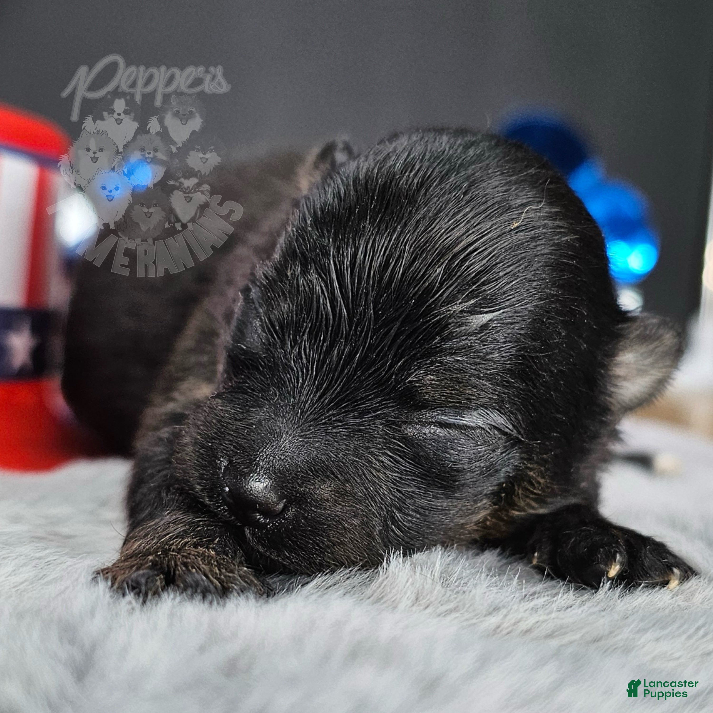 Pomeranian dogs Pepper's Hairspray Queen - "Queenie" - Ad 1