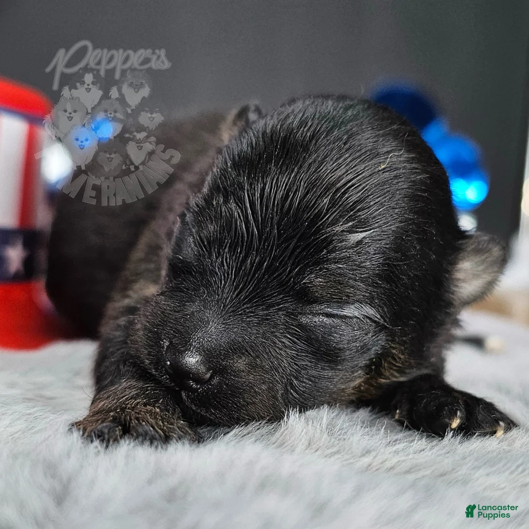 Pomeranian dogs for sale: Pepper's Hairspray Queen - "Queenie" - Ad 1