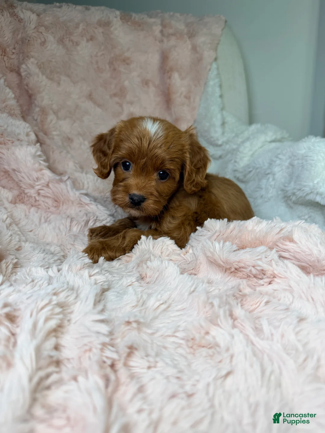 Cavapoo dogs for sale: Sun - Ad 10