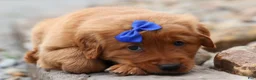 Golden Retriever dogs for sale: Quincy💙 - Ad 4