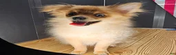 Pomeranian dogs for sale: Pepper's Long Shot - "Archer" - Ad 19