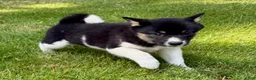 Shiba Inu dogs for sale: Shiba Inu female  - Ad 3