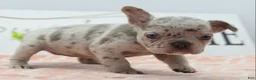 Mixed Breed dogs for sale: Bria merle - Ad 8