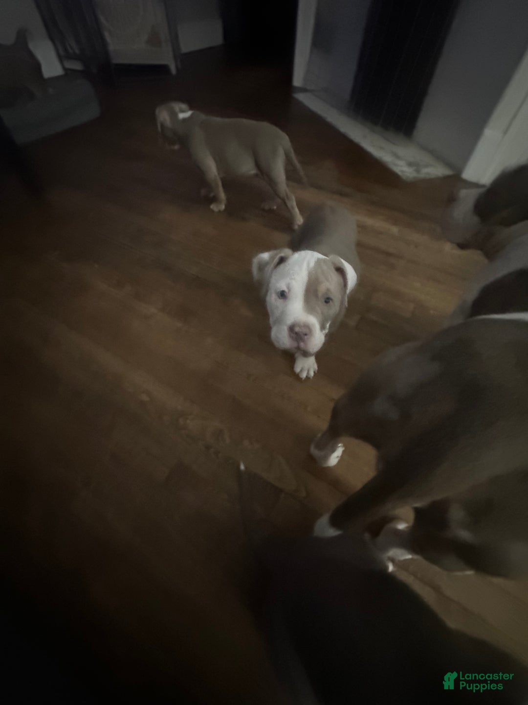 American Bully dogs for sale: American Bully Puppy 4 - Ad 2