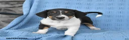 Mixed Breed dogs for sale: Pixie - Ad 3