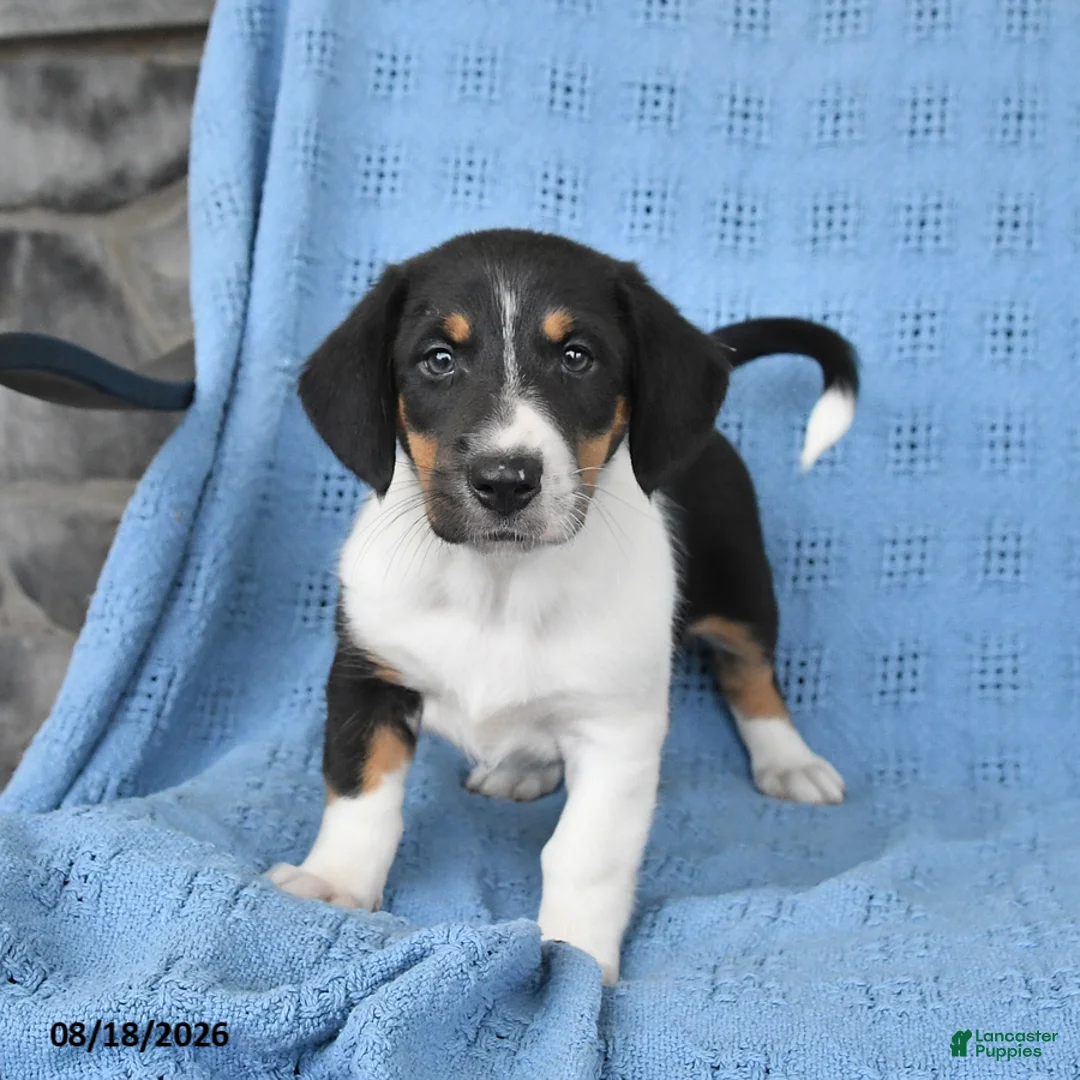 Mixed Breed dogs for sale: Pixie - Ad 3