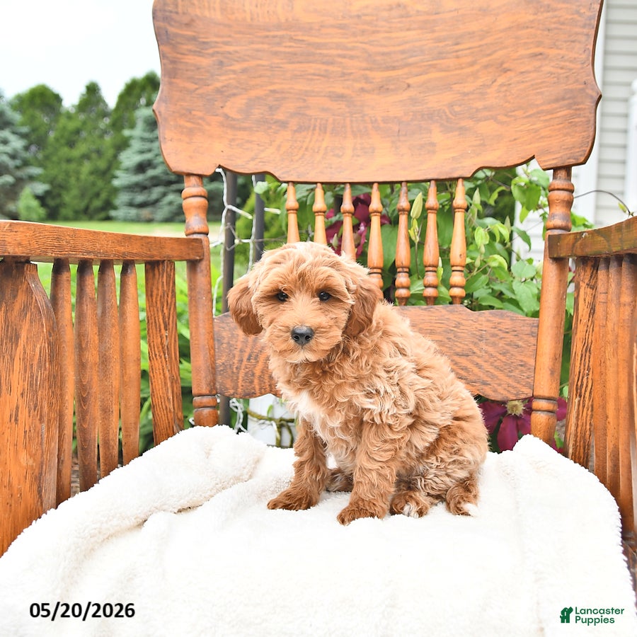 Mini Goldendoodle dogs Roscoe - Ad 1
