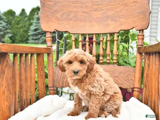 Mini Goldendoodle dogs for sale: Roscoe - Ad 1