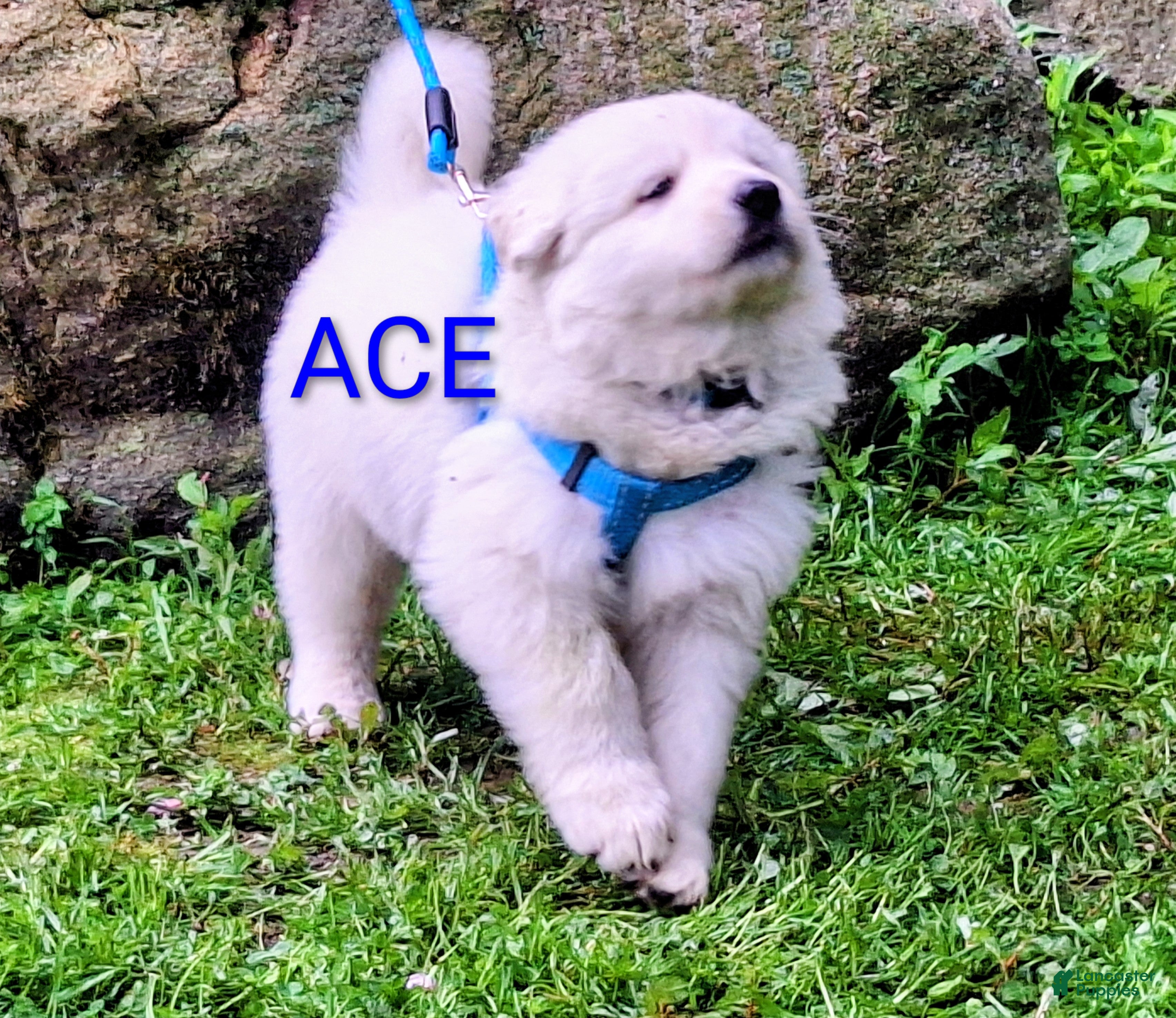 German Shepherd dogs ACE!! LONGCOAT!! - Ad 2