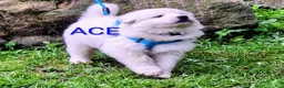 German Shepherd dogs for sale: ACE!! LONGCOAT!! - Ad 2