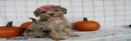 Mini Aussiedoodle dogs for sale: Brandi - Ad 6