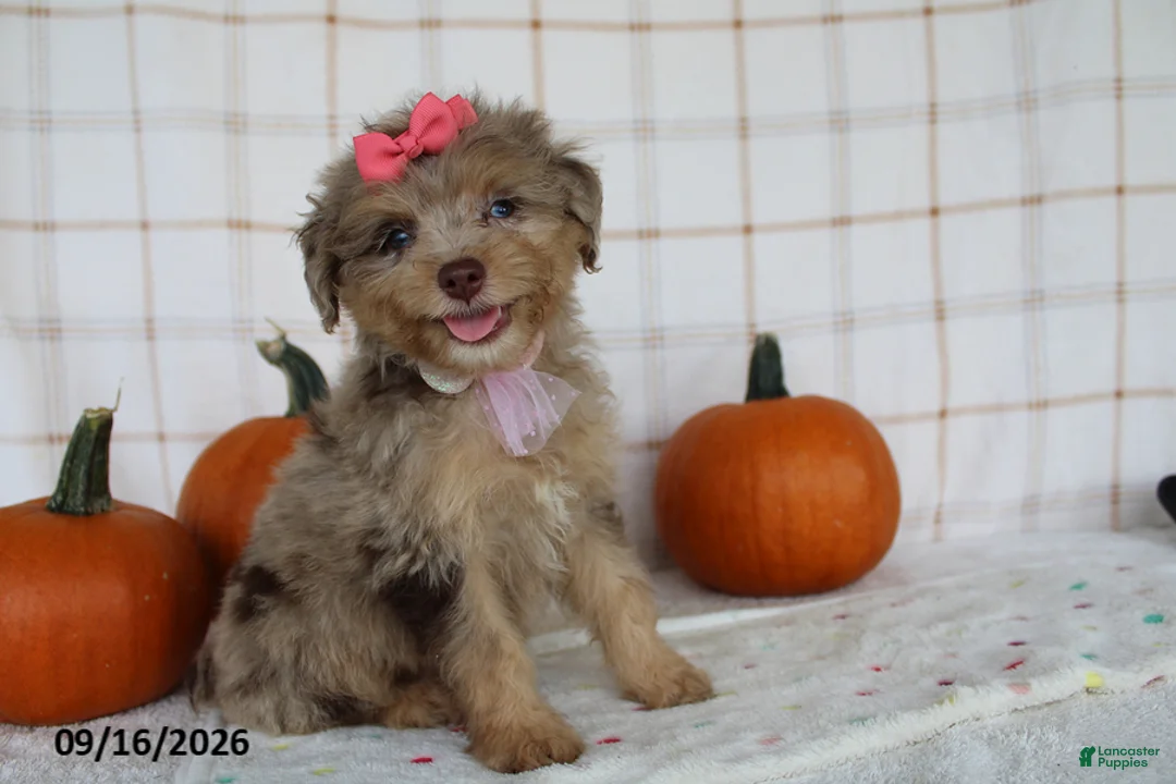 Mini Aussiedoodle dogs for sale: Brandi - Ad 6
