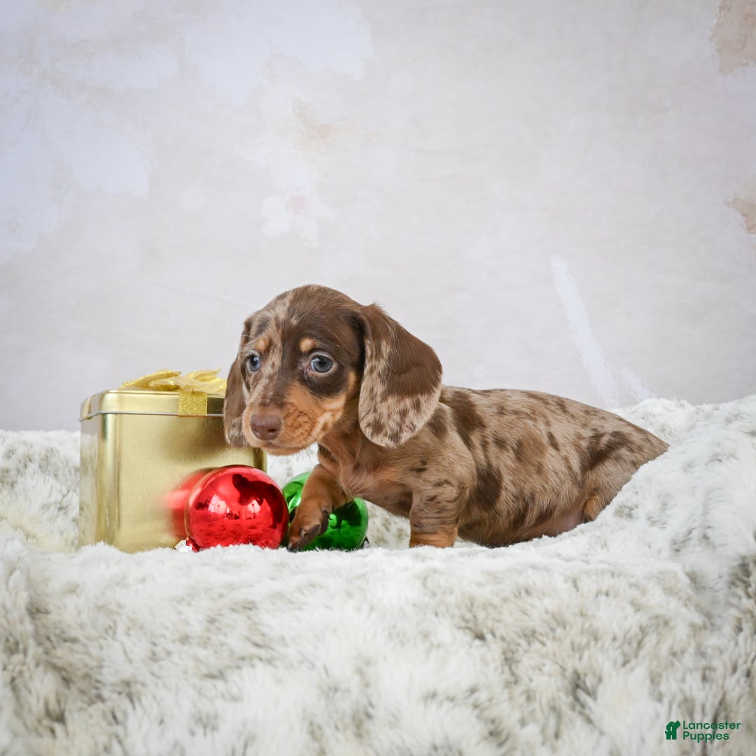 Miniature Dachshund dogs for sale: Elenore - Ad 4