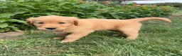Golden Retriever dogs for sale: Daisy - Ad 4