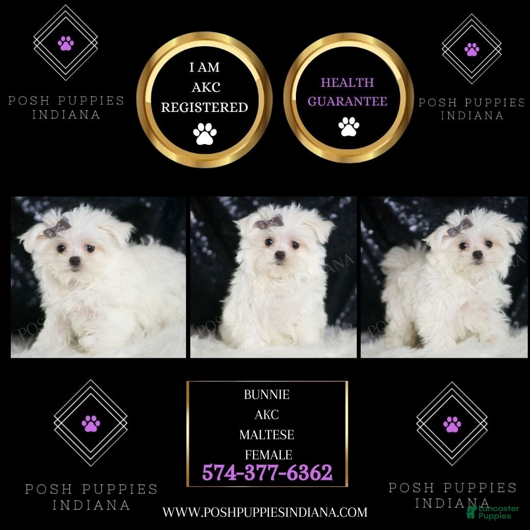 Maltese dogs Bunnie - Ad 2
