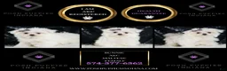 Maltese dogs for sale: Bunnie - Ad 2