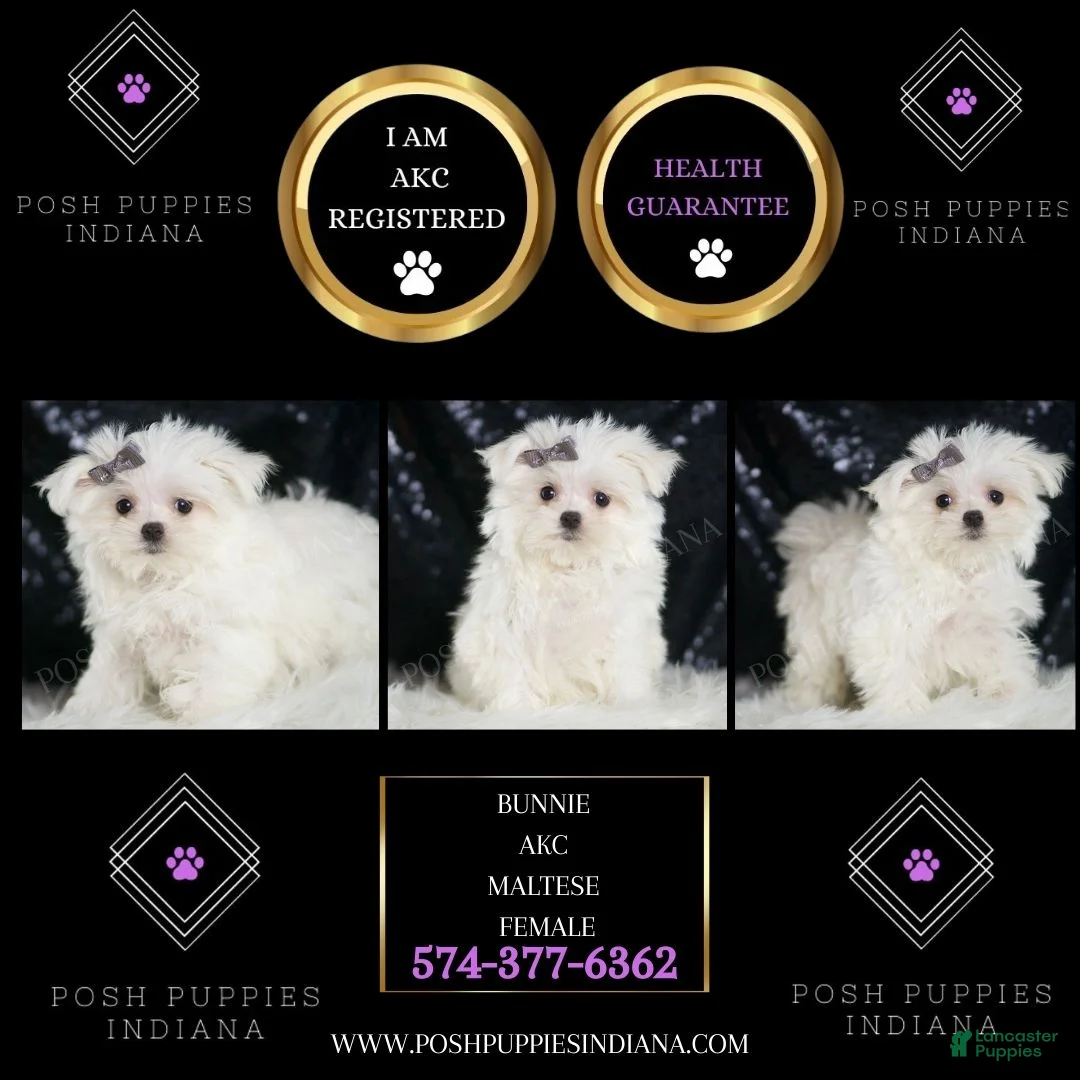 Maltese dogs for sale: Bunnie - Ad 2