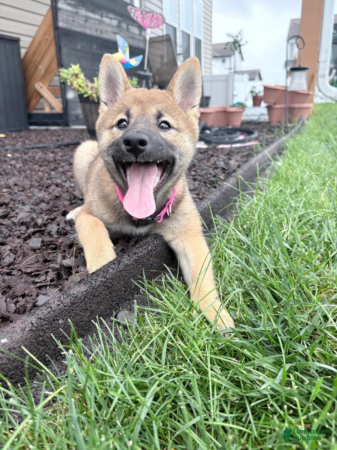 Shiba Inu dogs for sale: Shiba Inu 1 - Ad 5