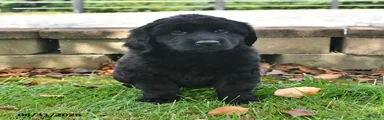 Roxie