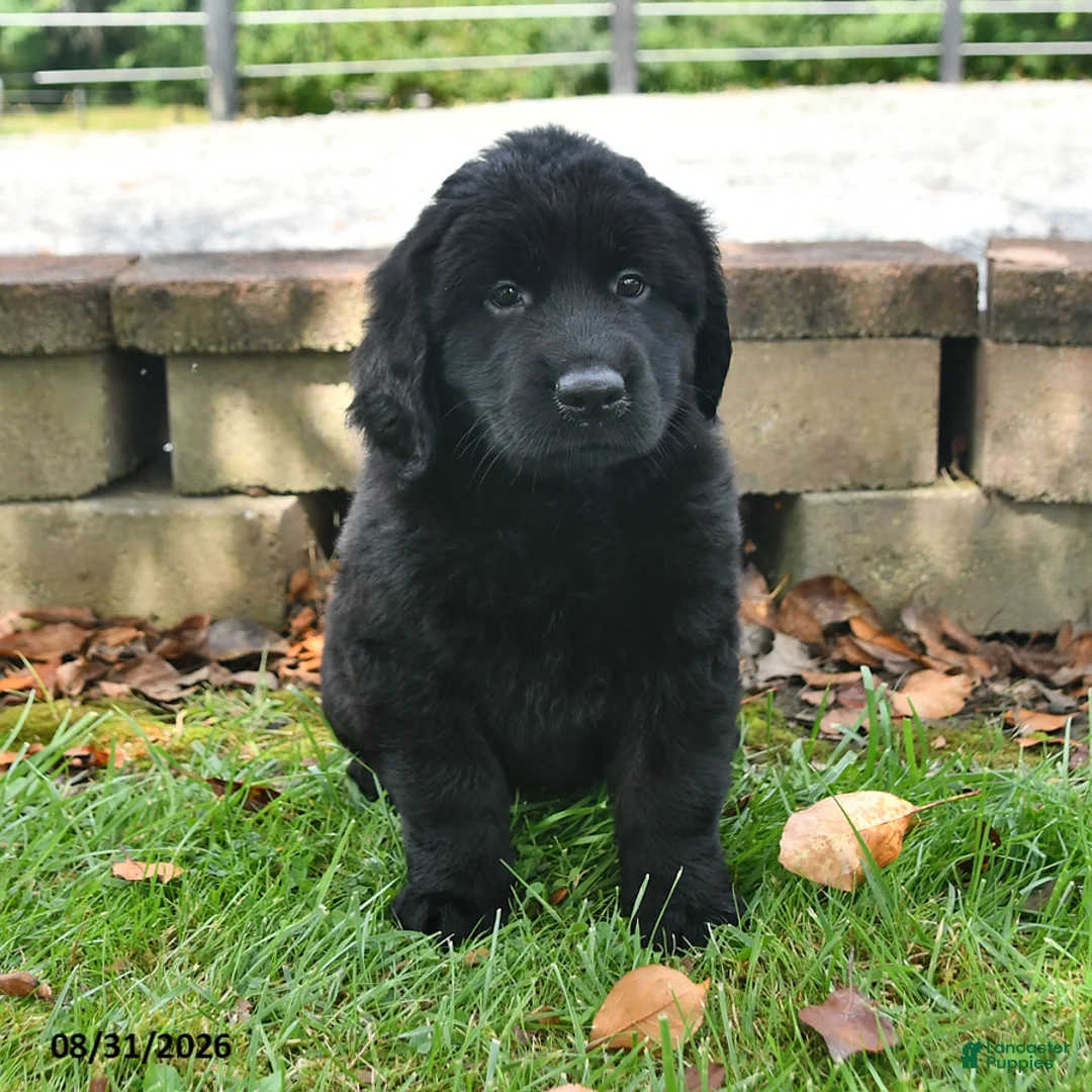 Labrador Retriever dogs for sale: Roxie - Ad 1
