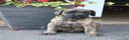 English Mastiff dogs for sale: Elijah  - Ad 3
