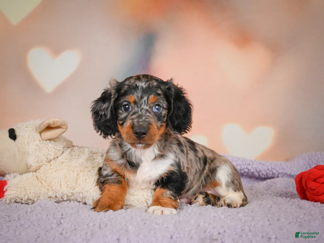 Dachshund dogs for sale: Tatum  - Ad 2