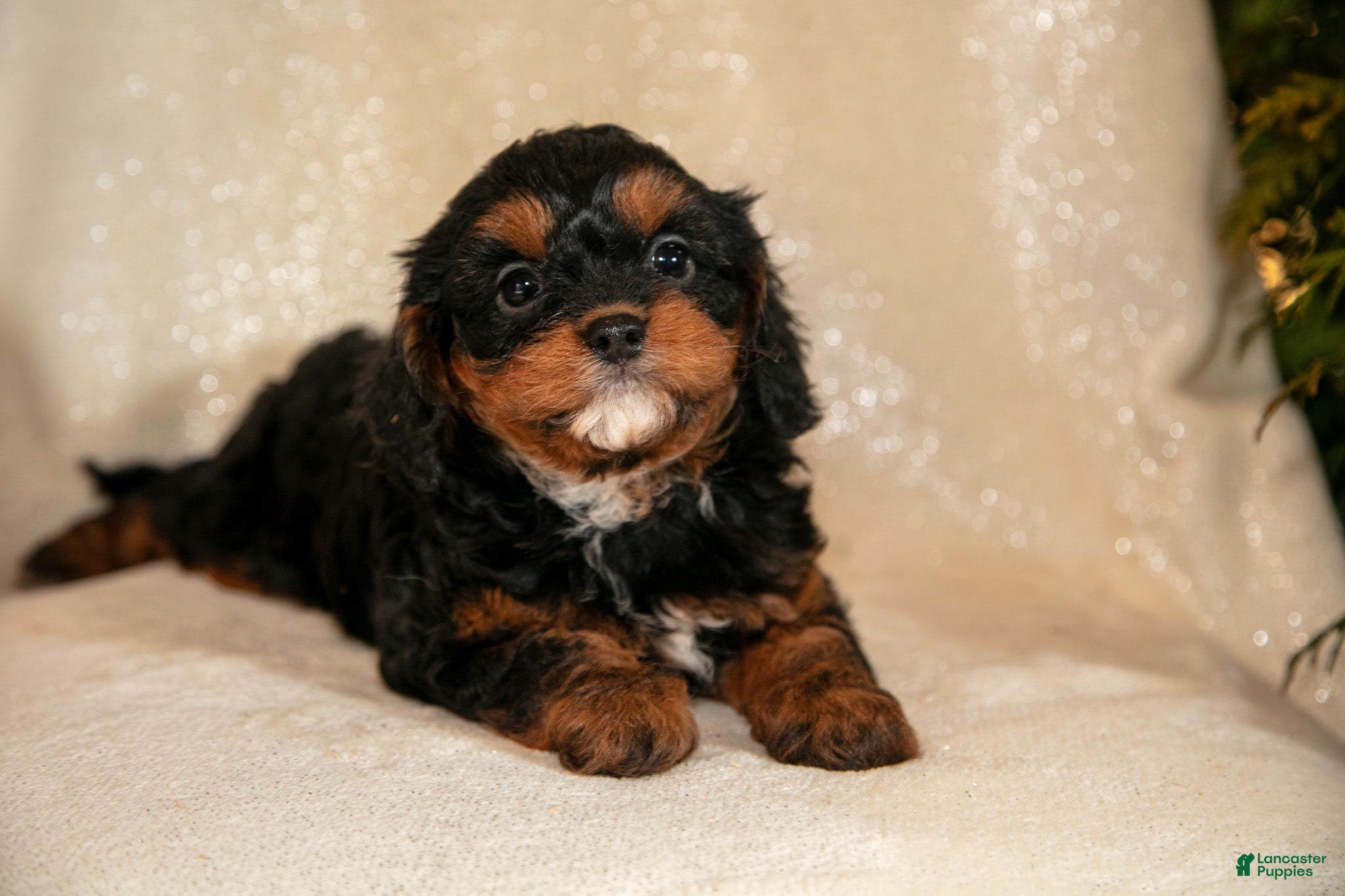 Cavapoo dogs Tinker - Ad 20