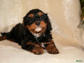 Cavapoo dogs Tinker - Ad 39