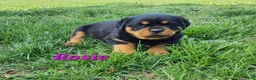 Rottweiler dogs for sale: AKC Rosie RESERVED!  - Ad 4