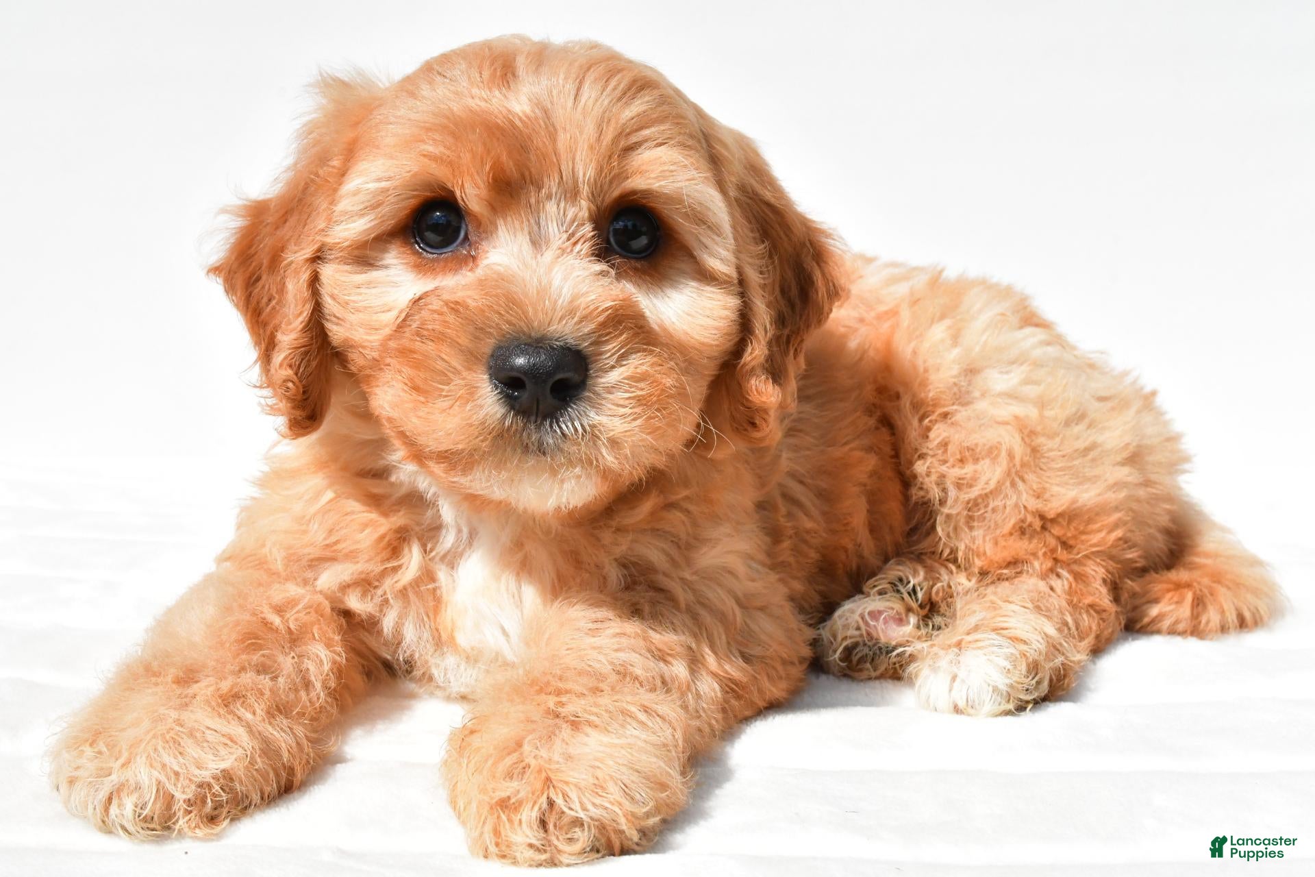 Lonnie (Cavachon, Male) in Millersburg, OH