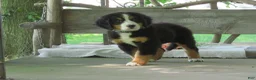 Bernese Mountain Dog dogs for sale: Joey - Ad 7