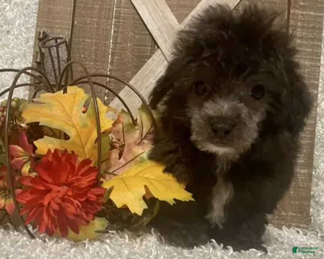 Toy Poodle dogs for sale: Fido - Ad 4