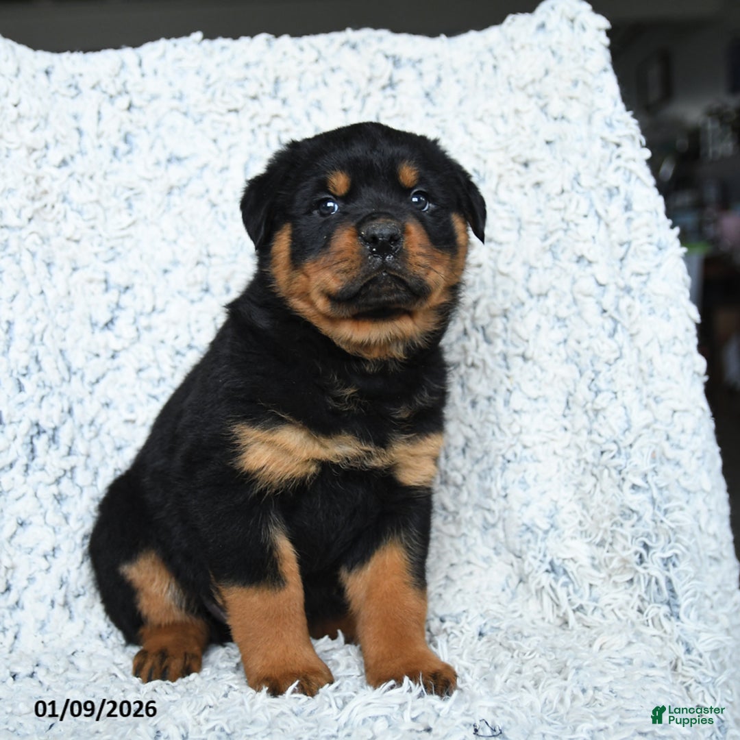 Rottweiler dogs for sale: Roman - Ad 2
