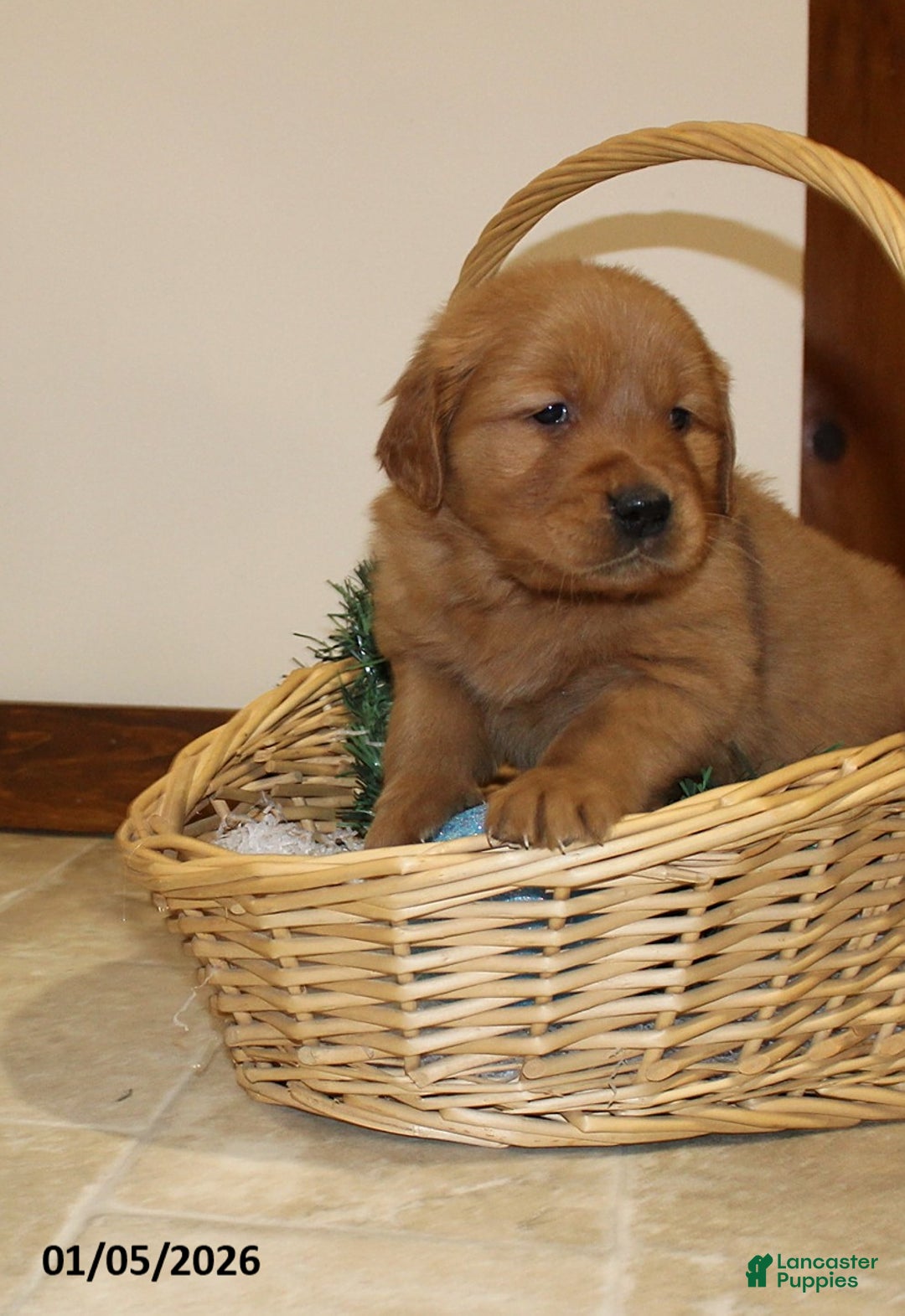 Golden Retriever dogs for sale: Rusty - Ad 1