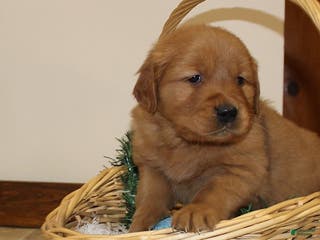 Golden Retriever dogs Rusty - Ad 15