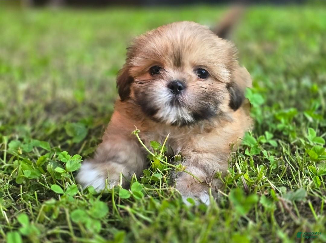 Shih Tzu dogs Doc - Ad 1