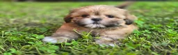 Shih Tzu dogs for sale: Doc - Ad 1