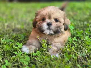 Shih Tzu dogs for sale: Doc - Ad 2