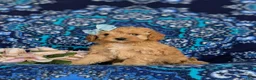 Cavapoo dogs for sale: Noele - Ad 3